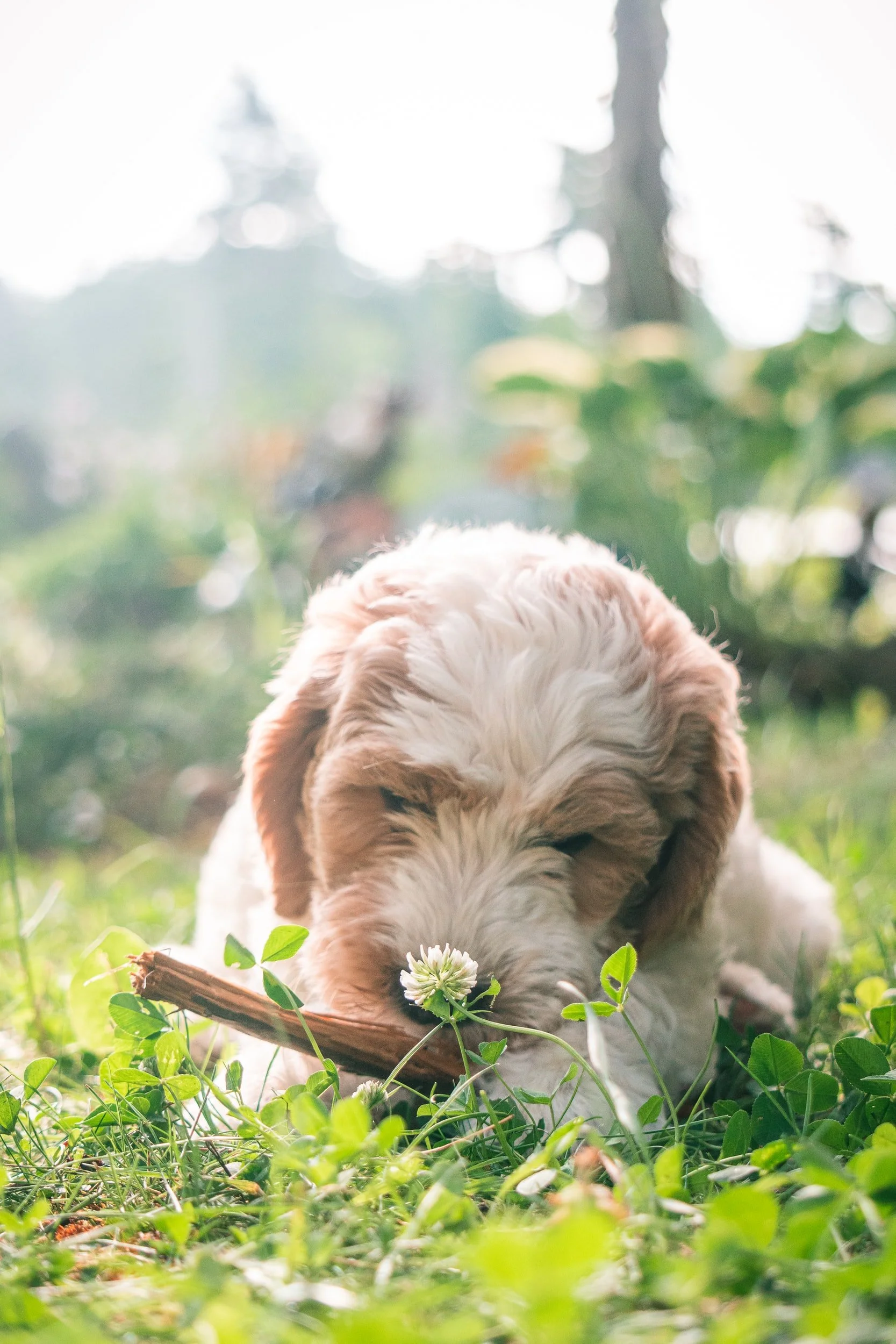 Goldendoodle family best sale
